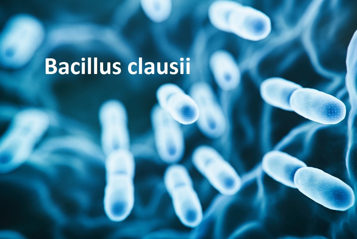 Bacillus Clausii (dạng bột) 1
