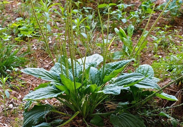 Cao khô bông mã đề 1