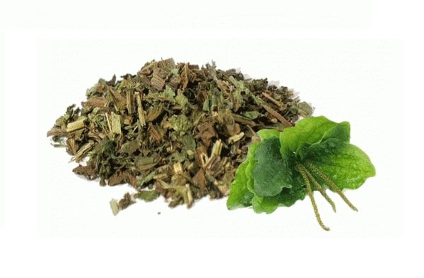 Cao khô bông mã đề 2