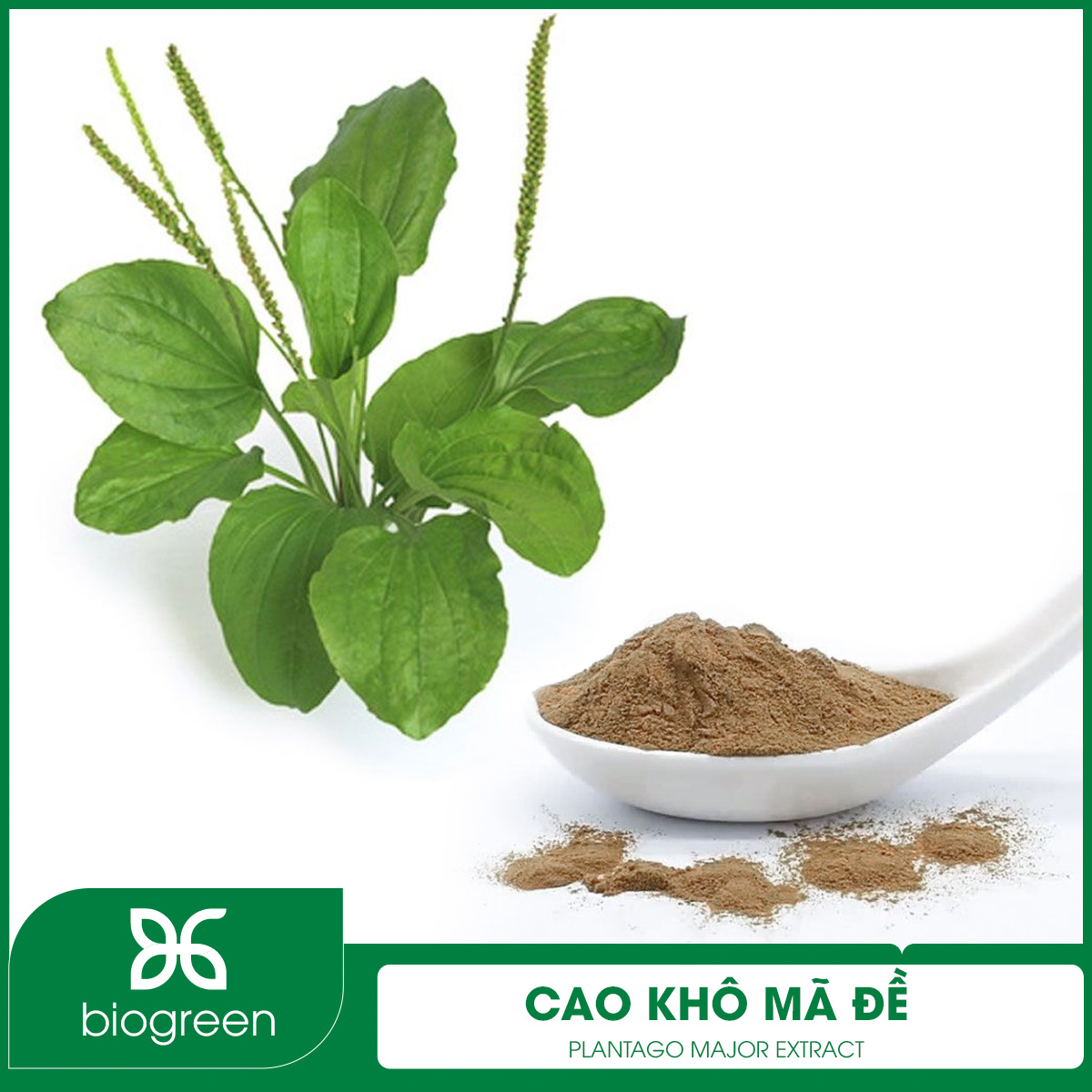 Cao khô Bông mã đề