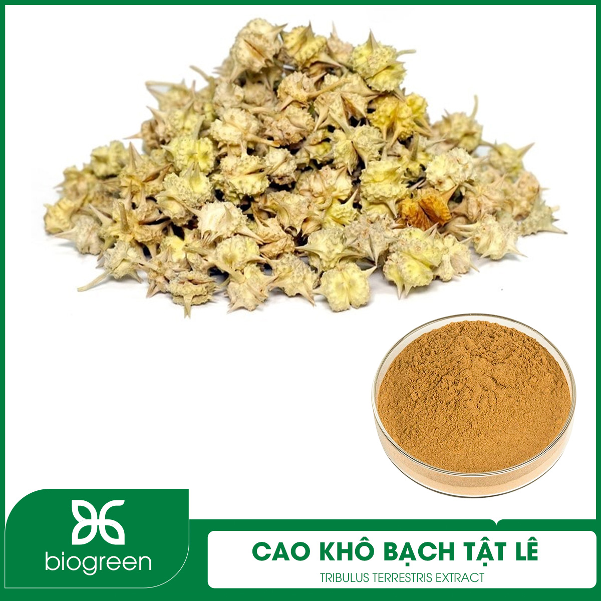 Cao khô Bạch tật lê