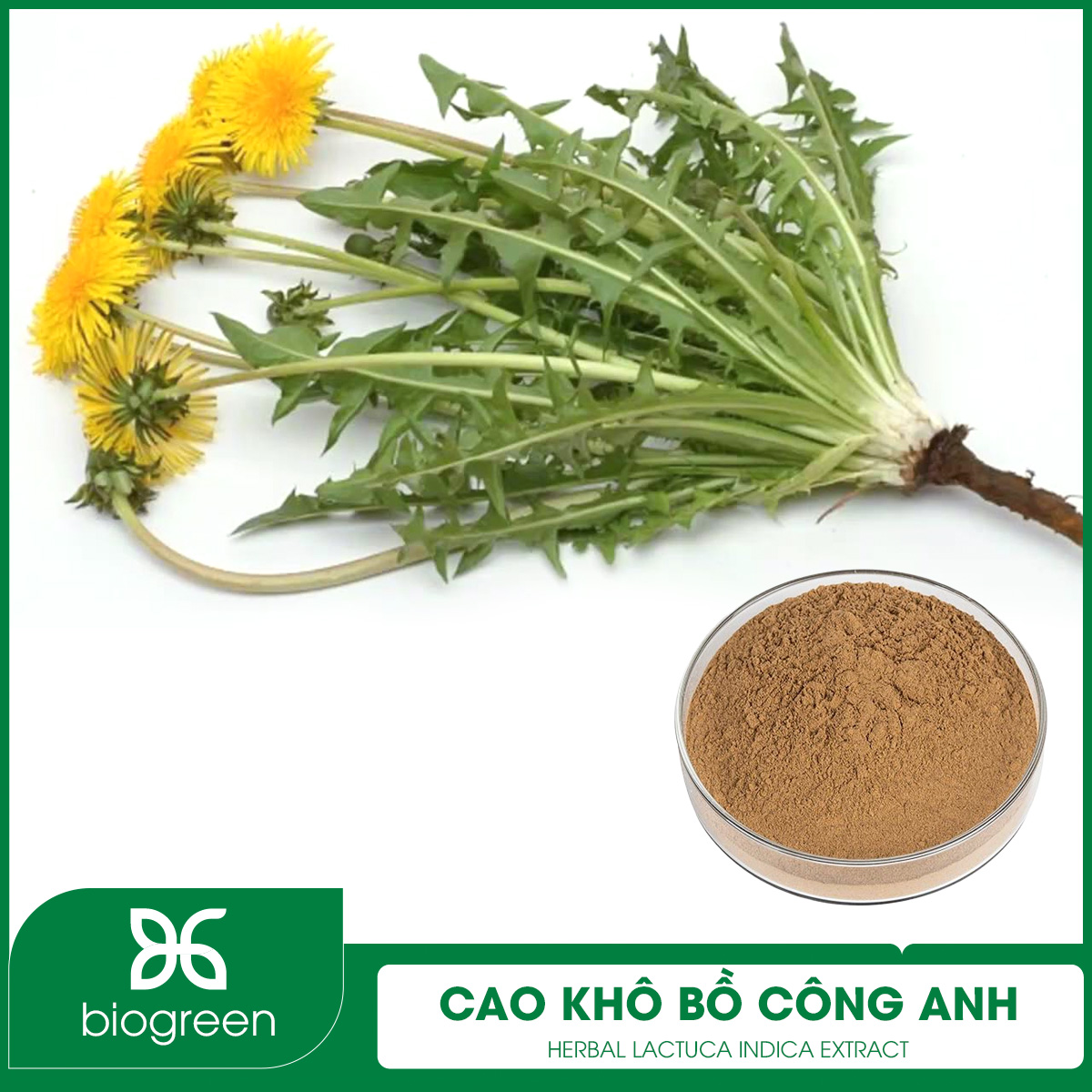 Cao khô Bồ công anh
