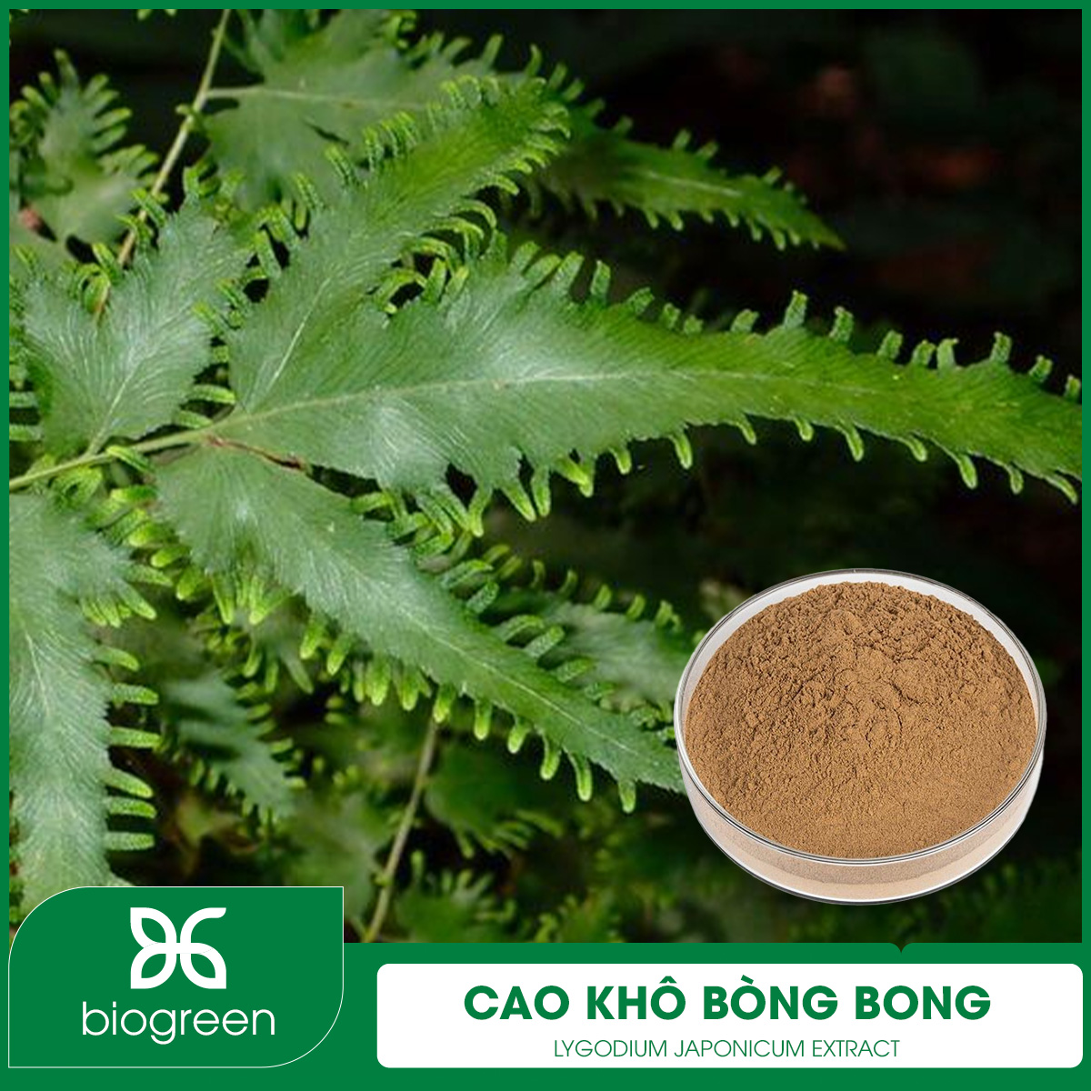 Cao khô Bòng bong