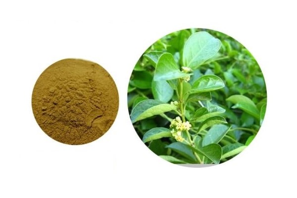 Cao khô dây thìa canh 2