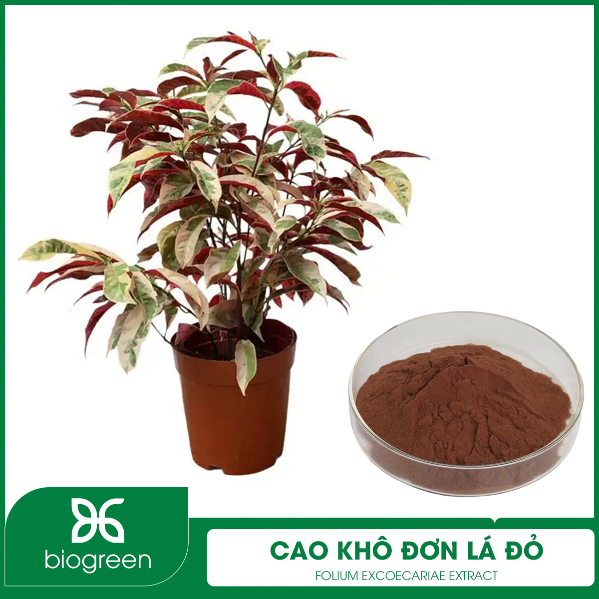 Cao khô Đơn lá đỏ