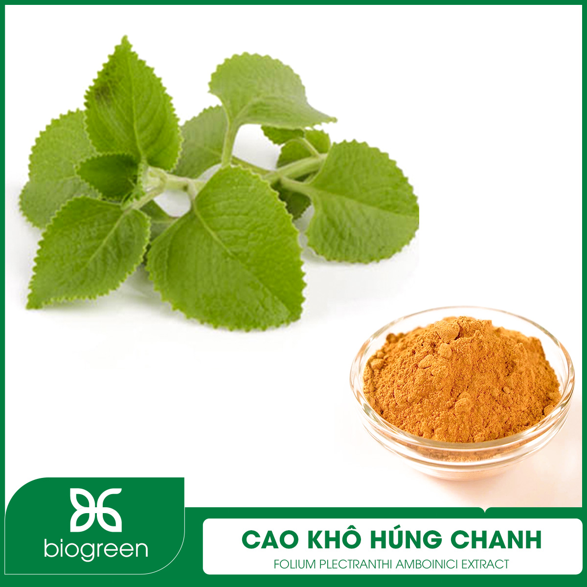 Cao khô Húng chanh