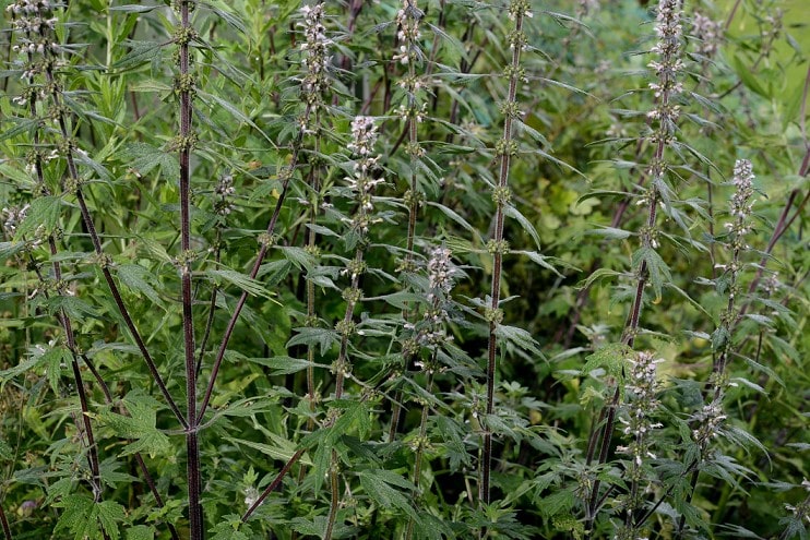 Cao khô ích mẫu 1