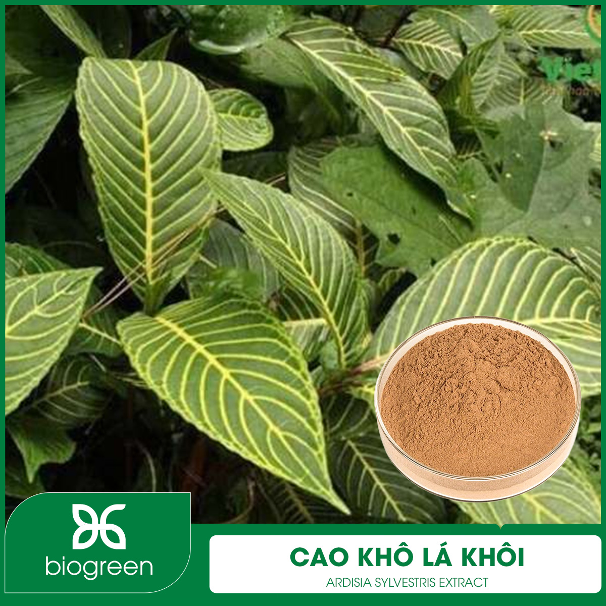 Cao khô Lá khôi