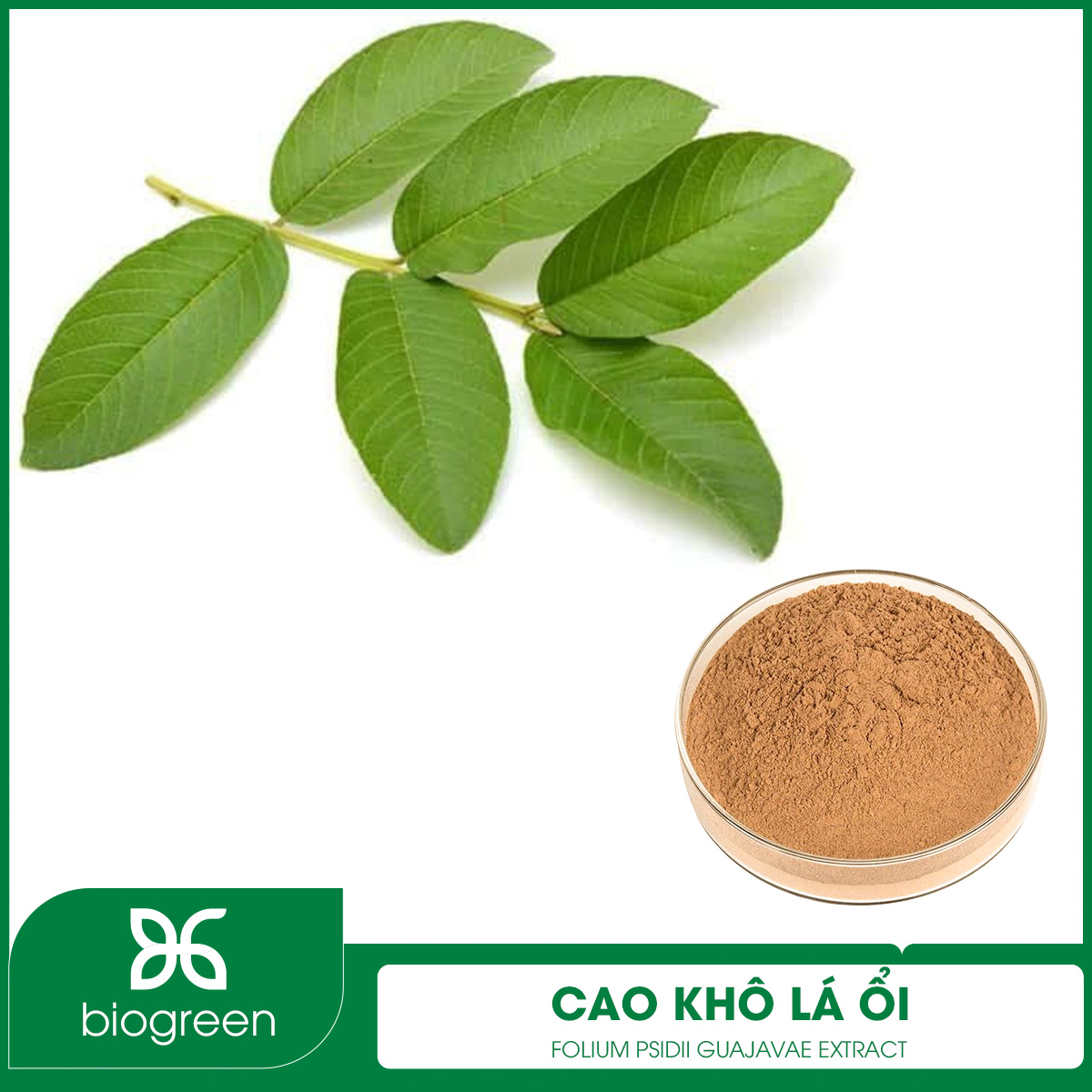 Cao khô Lá ổi