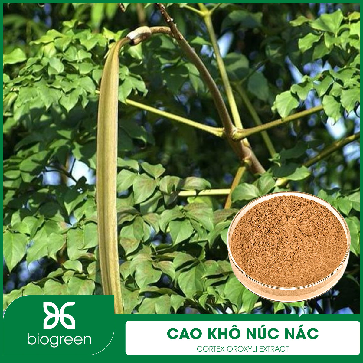 Cao khô Núc nác