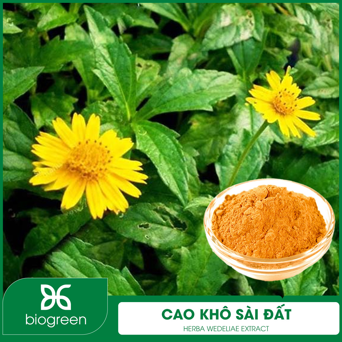 Cao khô Sài đất