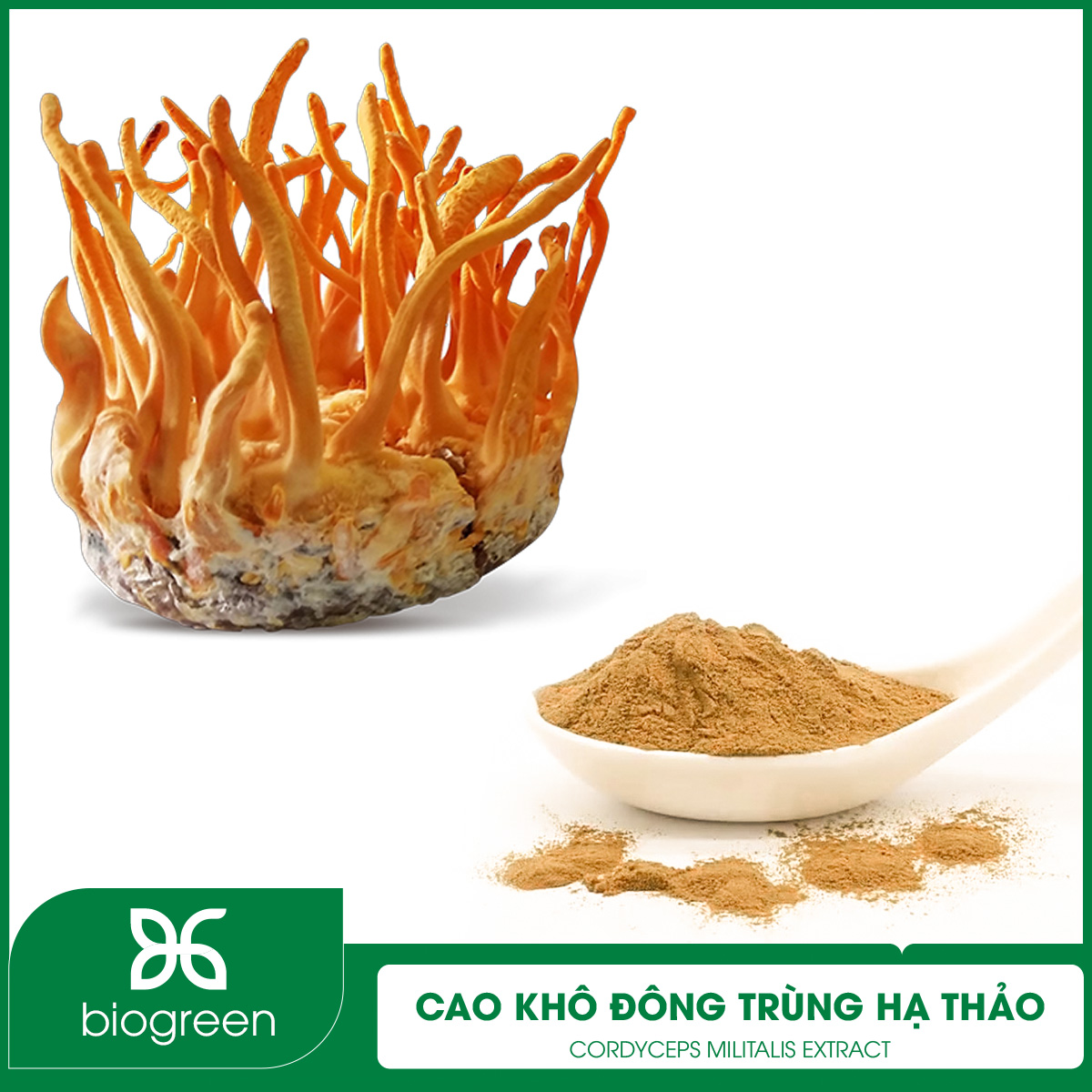 Đông trùng hạ thảo