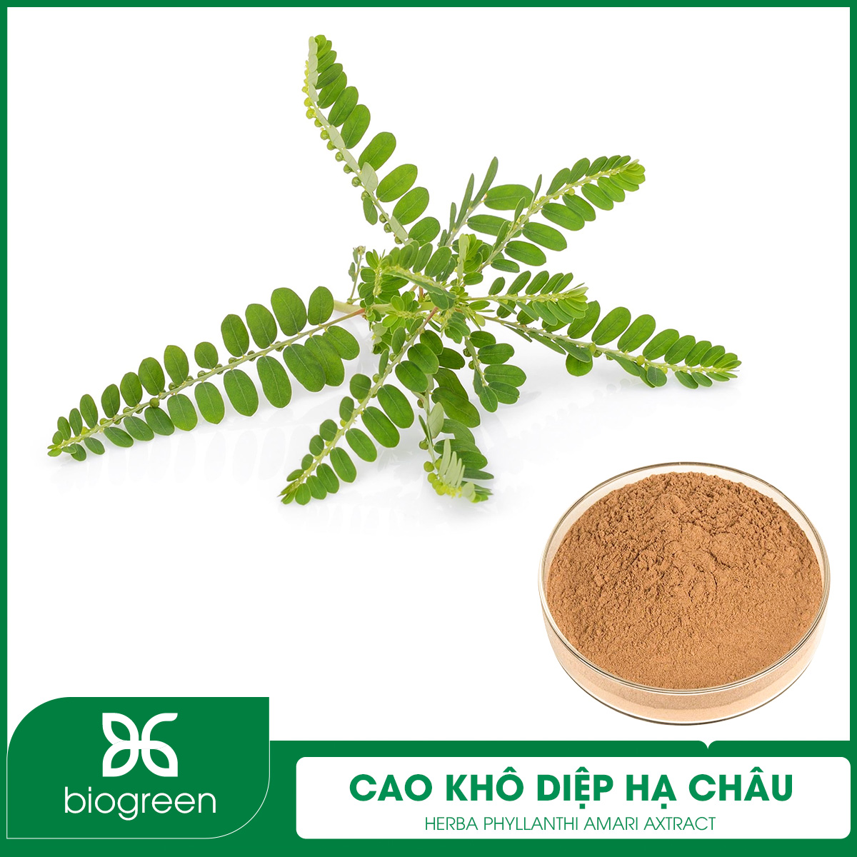Cao khô Diệp hạ châu đắng