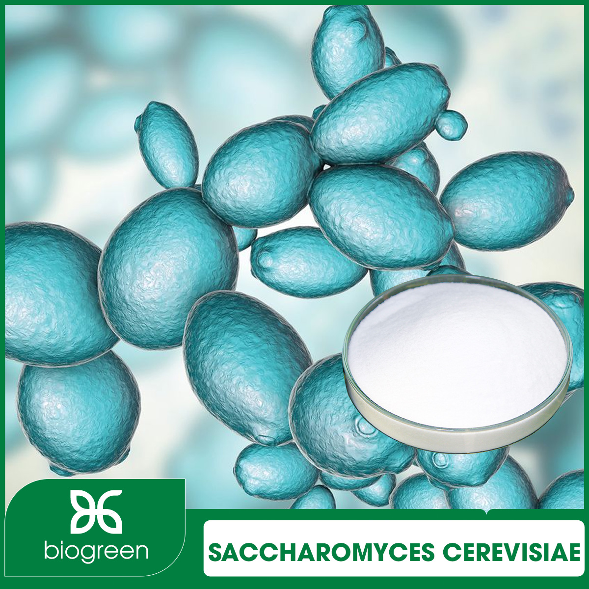 Saccharomyces Cerevisiae