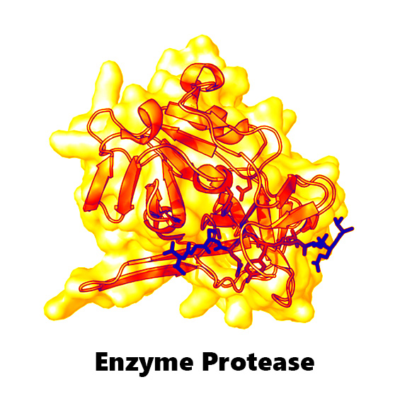 Bật mí những ứng dụng của Enzyme Protease 1