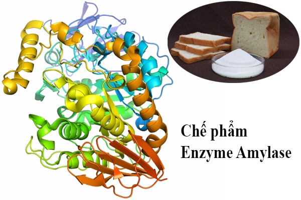 Ứng dụng của chế phẩm Enzyme Amylase trong cuộc sống