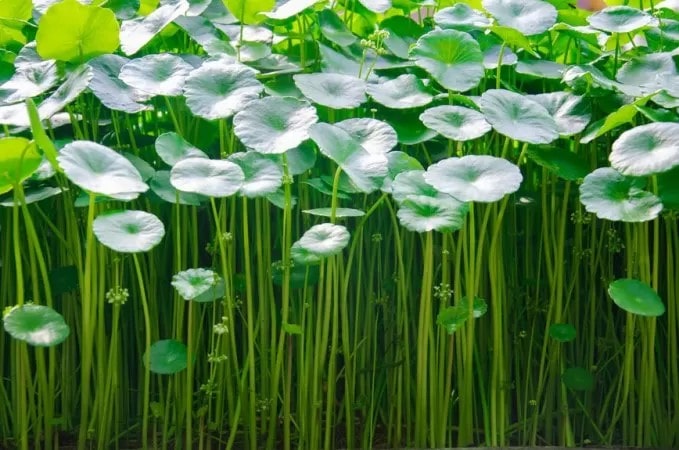 Ăn rau má nhiều có tốt không? 1
