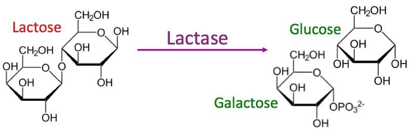 Bổ sung enzyme lactase cho trẻ sơ sinh 2