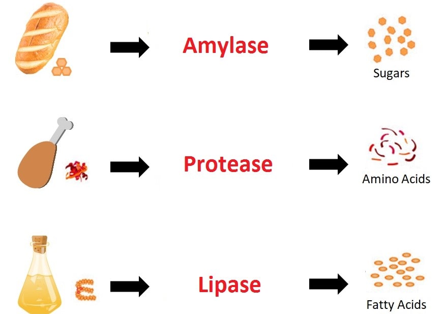 Enzyme uống trước hay sau ăn hiệu quả hơn? 2
