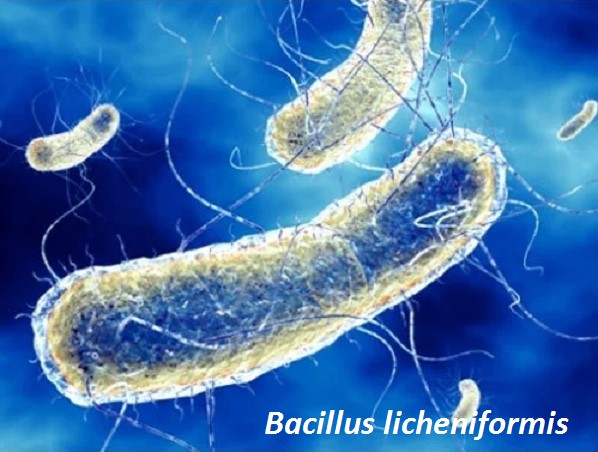 Bacillus licheniformis trong nông nghiệp và nuôi trồng thủy sản 1