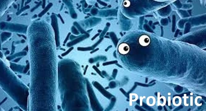 Probiotic mua ở đâu? Giá bao nhiêu? 1
