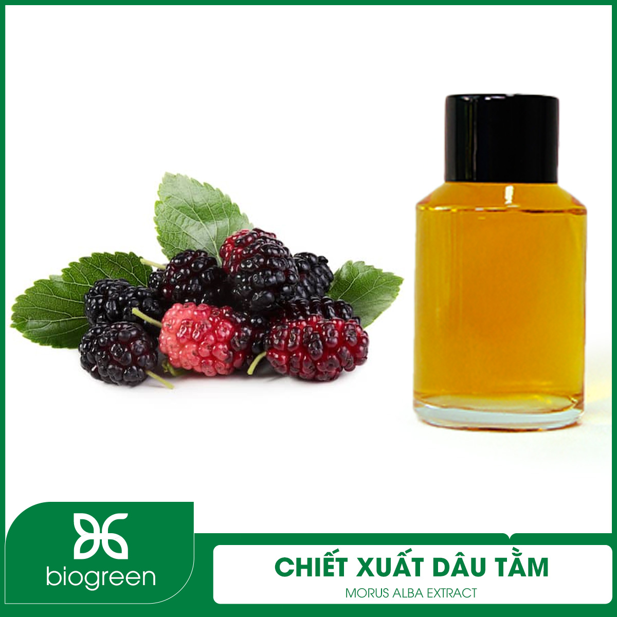 Chiết xuất Dâu tằm