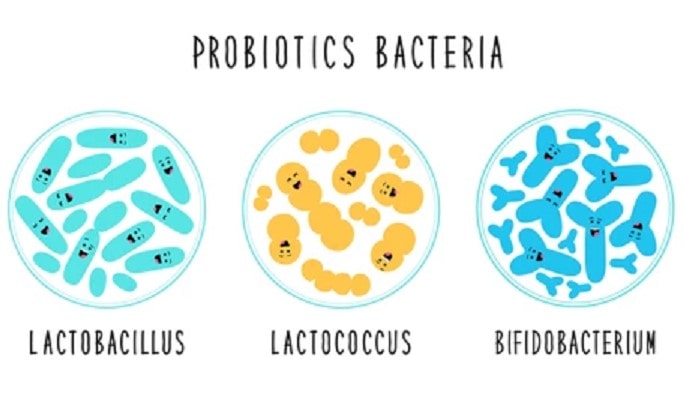 Probiotic trong mỹ phẩm và sữa chua 1