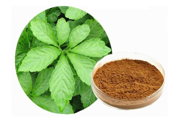 Mua giảo cổ lam ở đâu tốt nhất? Hà nội - TPHCM - Hải Phòng - Đà nẵng? 3