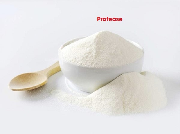 Enzyme protease ủ cá và dùng trong thủy sản 1