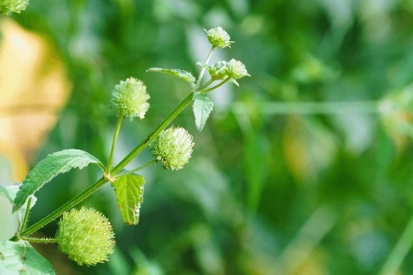 Cao khô Tục đoạn 1