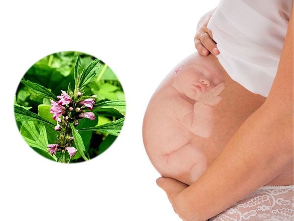 Uống cao ích mẫu khi mang thai có ảnh hưởng đến thai nhi không? 2