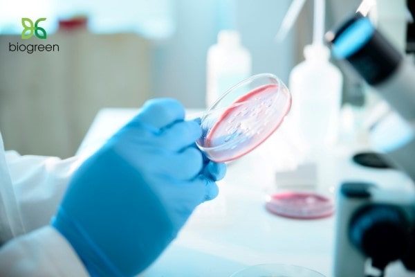 Bacillus clausii - Môi trường nuôi cấy lý tưởng và ứng dụng thực tiễn 2