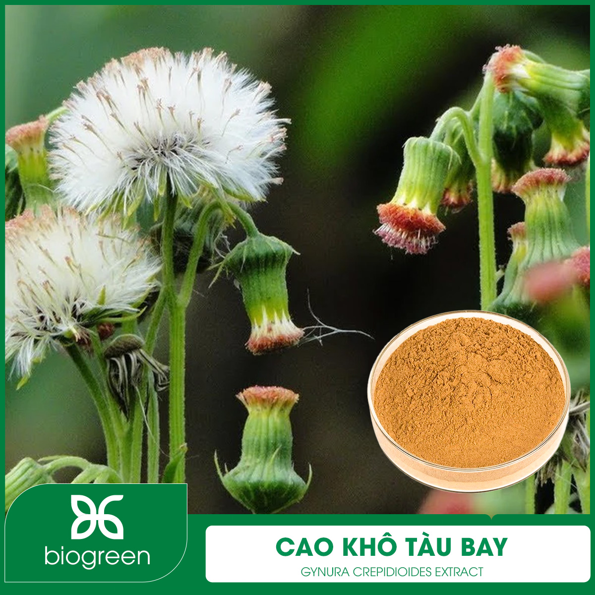 Cao khô Tàu bay