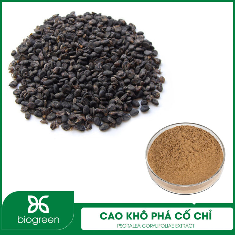 Cao khô Phá cố chỉ