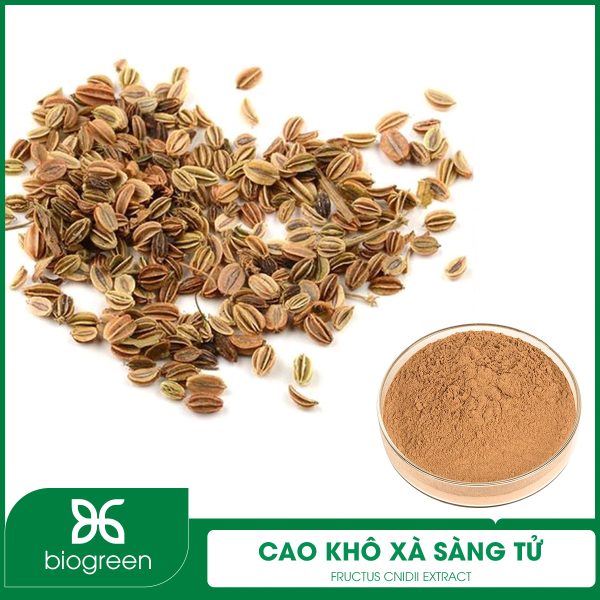 Cao khô Xà sàng tử